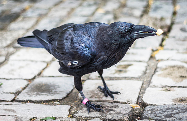 The Raven
