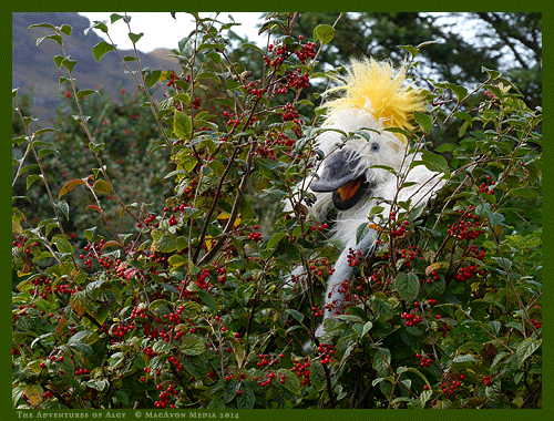 Algy Likes Berries!